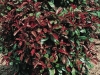 Photinia fraseri rustica  